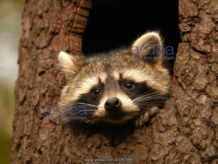 : Racoon-sitting in hole of a tree and looking out, Germany : Racoon-sitting in hole of a tree and looking out, Germany