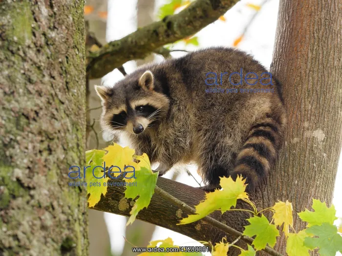 : Racoon-sitting on a tree and looking, Germany : Racoon-sitting on a tree and looking, Germany