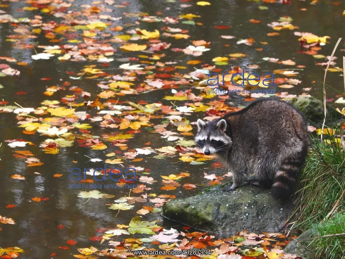 : Racoon-standing close to a lake and looking, Germany : Racoon-standing close to a lake and looking, Germany