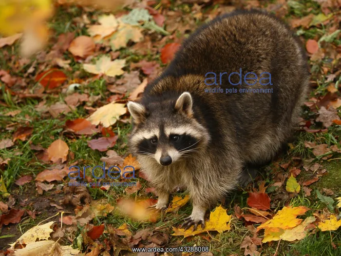 : Racoon-standing on a leaf covered ground and looking, Germany : Racoon-standing on a leaf covered ground and looking, Germany