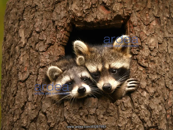 : Racoon- two of themsitting in hole of a tree and : Racoon- two of themsitting in hole of a tree and