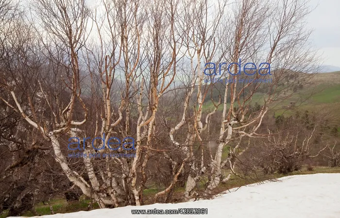 : Radde's Birch trees - high in the Lesser Caucasus : Radde's Birch trees - high in the Lesser Caucasus