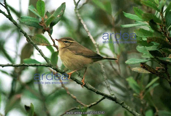 : Raddes Warbler - October : Raddes Warbler - October