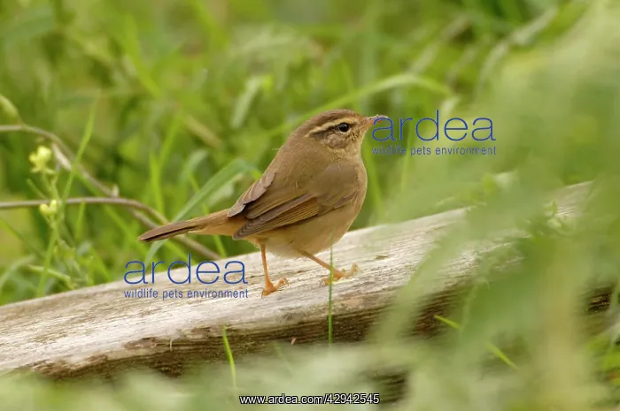 : Radde's warbler vagrant : Radde's warbler vagrant