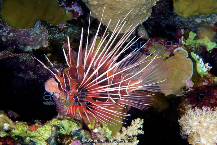 : Radial firefish (Pterois radiata), Daedalus Reef : Radial firefish (Pterois radiata), Daedalus Reef