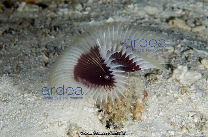 : Radial-horned Tube Worm - Elmoost dive site, Weda : Radial-horned Tube Worm - Elmoost dive site, Weda