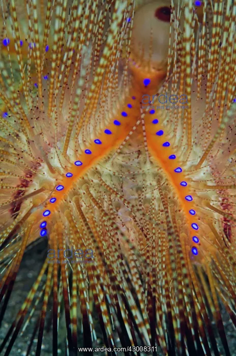 : Radiant Fire Urchin Joleha dive site, Lembeh Straits : Radiant Fire Urchin Joleha dive site, Lembeh Straits