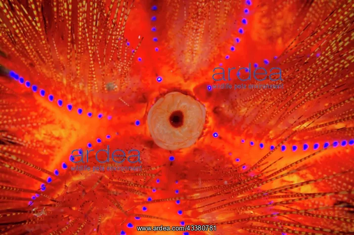 : Radiant Fire Urchin - Sidem dive site, Tulamben : Radiant Fire Urchin - Sidem dive site, Tulamben