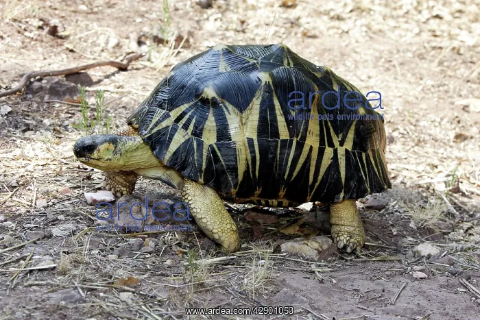 : Radiated Tortoise : Radiated Tortoise