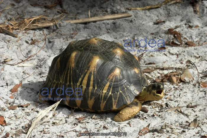 : Radiated tortoise : Radiated tortoise