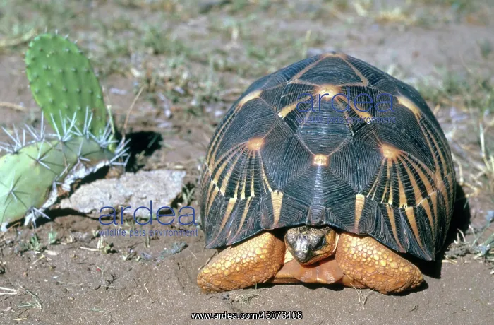 : Radiated Tortoise : Radiated Tortoise