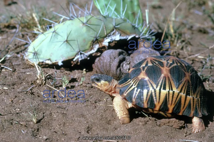 : Radiated Tortoise : Radiated Tortoise
