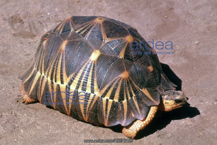 : Radiated Tortoise : Radiated Tortoise