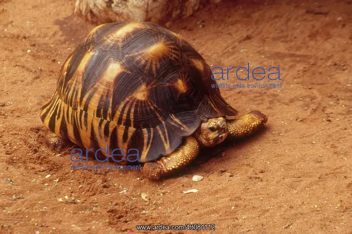 : Radiated Tortoise : Radiated Tortoise