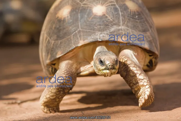 : Radiated tortoise, Astrochelys radiata : Radiated tortoise, Astrochelys radiata