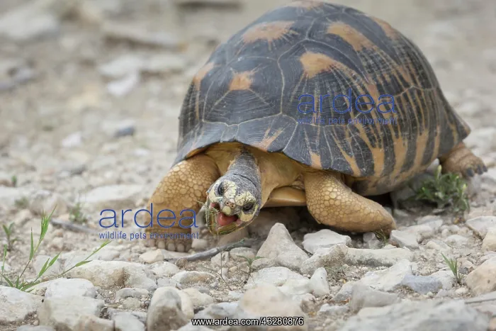 : Radiated tortoise (Astrochelys radiata), eating : Radiated tortoise (Astrochelys radiata), eating