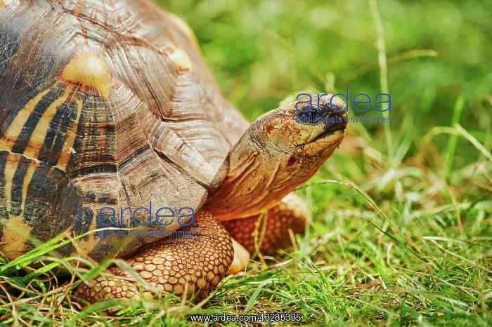: Radiated tortoise (Astrochelys radiata) on a meadow : Radiated tortoise (Astrochelys radiata) on a meadow