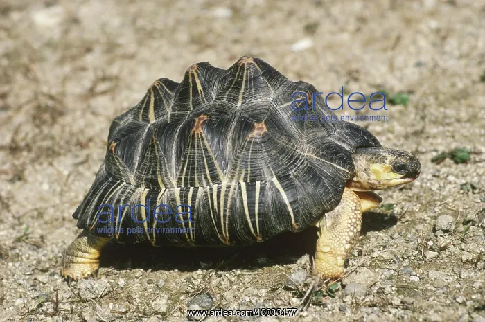 : Radiated Tortoise (Geochelone radiata) : Radiated Tortoise (Geochelone radiata)