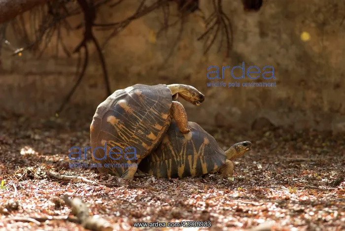 : Radiated tortoises - mating, captive : Radiated tortoises - mating, captive