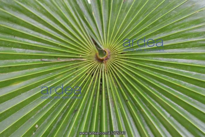 : Radiating pattern in a palm frond : Radiating pattern in a palm frond