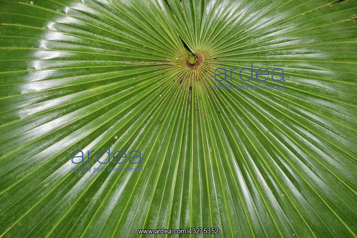 : Radiating pattern in a palm frond : Radiating pattern in a palm frond