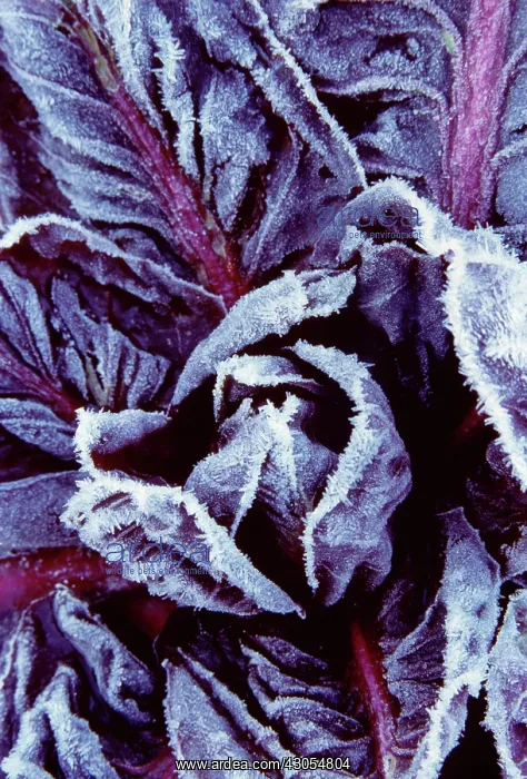 : Radicchio, Cichorium intybus : Radicchio, Cichorium intybus