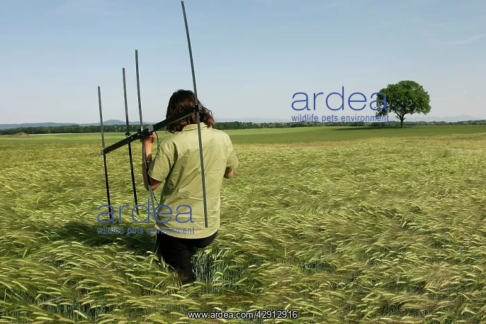  : Radiotracking of Common Hamster