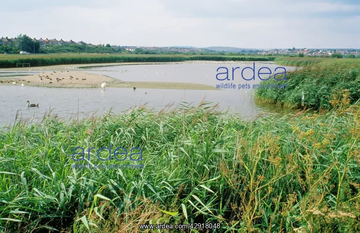 : Radipole Lake : Radipole Lake