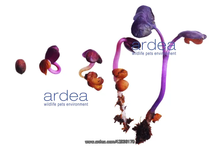 : Radish, Raphanus sativus : Radish, Raphanus sativus