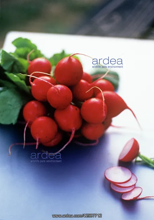 : Radish, Raphanus sativus : Radish, Raphanus sativus