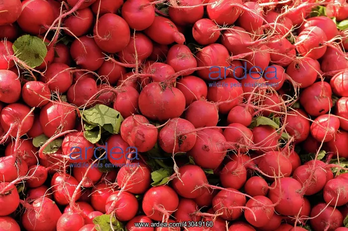 : Radish, Raphanus sativus : Radish, Raphanus sativus