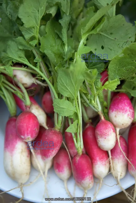 : Radish, Raphanus sativus : Radish, Raphanus sativus