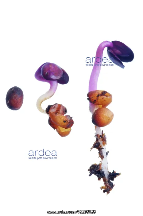 : Radish, Raphanus sativus : Radish, Raphanus sativus