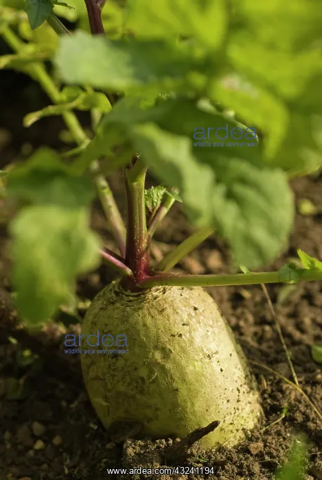 : Radish, Chaenomeles cathayensi : Radish, Chaenomeles cathayensi