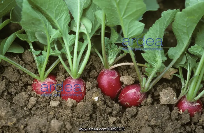 : Radish crop : Radish crop