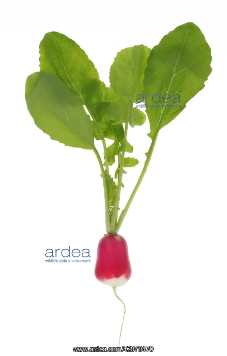  : Radish plant