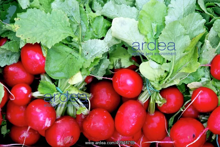  : Radishes (Raphanus sativus)