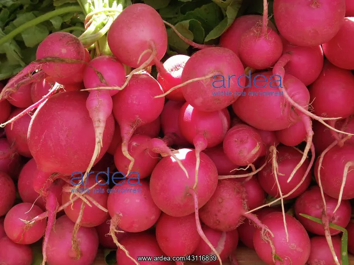 : Radishes (Raphanus sativus). This vegetable has an edible bulb : Radishes (Raphanus sativus). This vegetable has an edible bulb