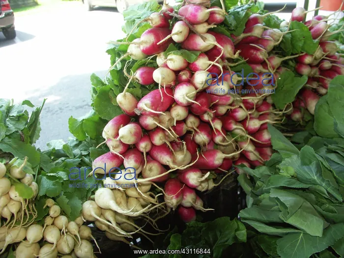 : Radishes (Raphanus sativus). This vegetable has an edible bulb : Radishes (Raphanus sativus). This vegetable has an edible bulb