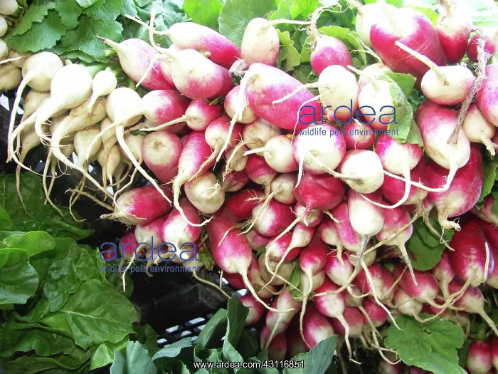  : Radishes (Raphanus sativus). This vegetable has an edible bulb 