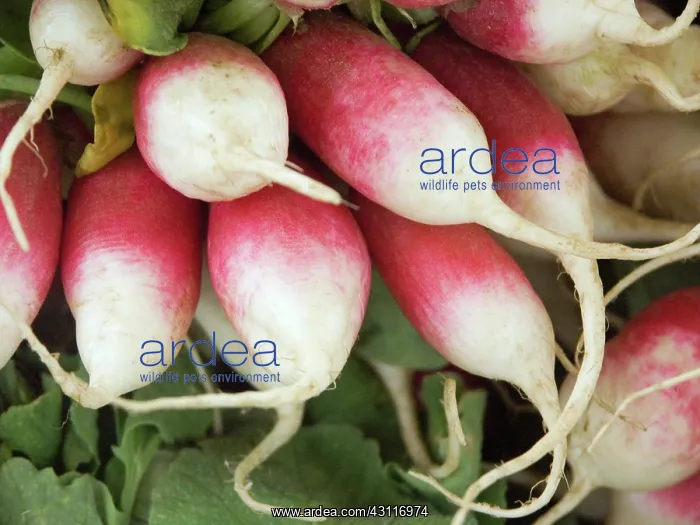 : Radishes (Raphanus sativus). This vegetable has an edible bulb : Radishes (Raphanus sativus). This vegetable has an edible bulb