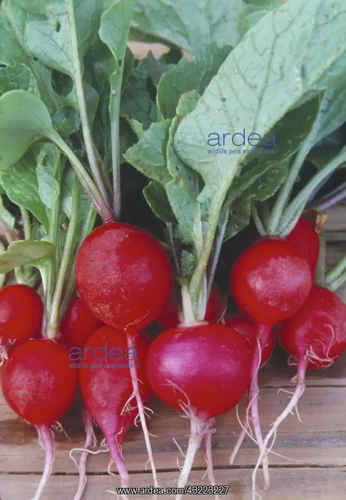  : Radishes
