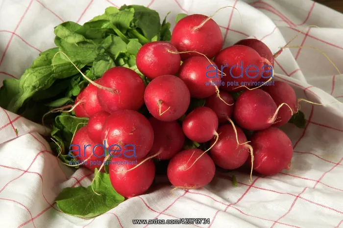 : Radishes- tied in bunch : Radishes- tied in bunch