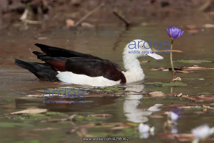 : Radjah / Raja Shelduck : Radjah / Raja Shelduck
