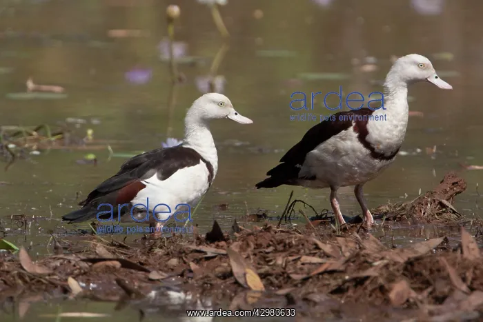 : Radjah / Raja Shelducks : Radjah / Raja Shelducks