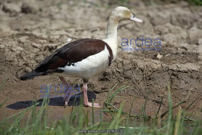 : Radjah Shelduck : Radjah Shelduck