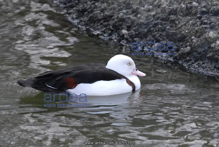 : Radjah Shelduck : Radjah Shelduck