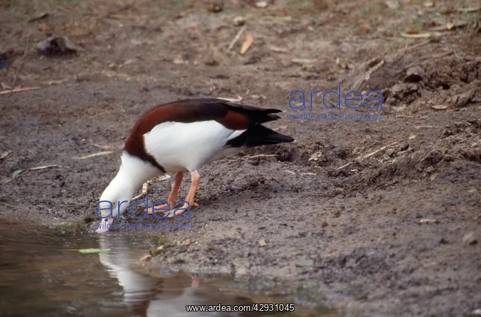 : Radjah Shelduck / Birdekin Duck / White-headed : Radjah Shelduck / Birdekin Duck / White-headed