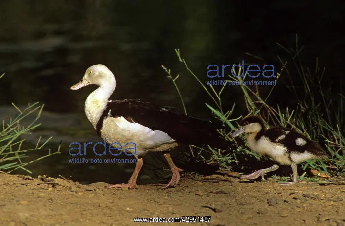 : Radjah shelduck or Burdekin duck - adult and duckling : Radjah shelduck or Burdekin duck - adult and duckling
