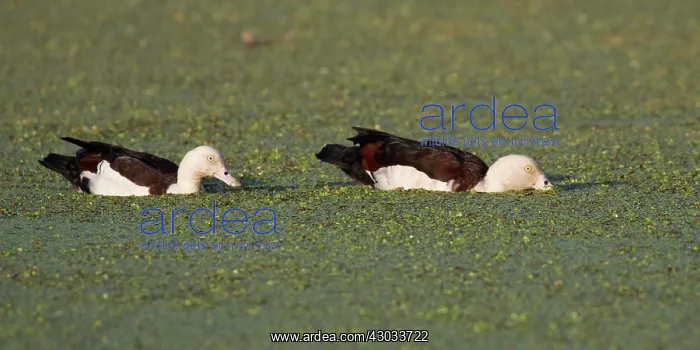 : Radjah Shelduck - Feeding on weed - on the Peppimenarti : Radjah Shelduck - Feeding on weed - on the Peppimenarti